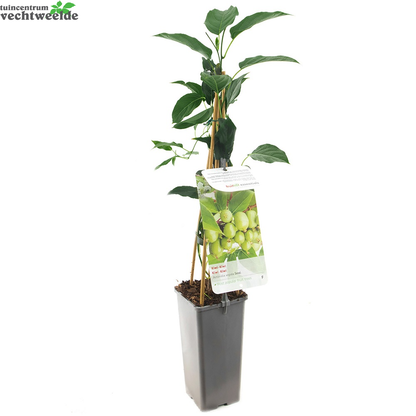  Actinidia Arguta 'Issai'