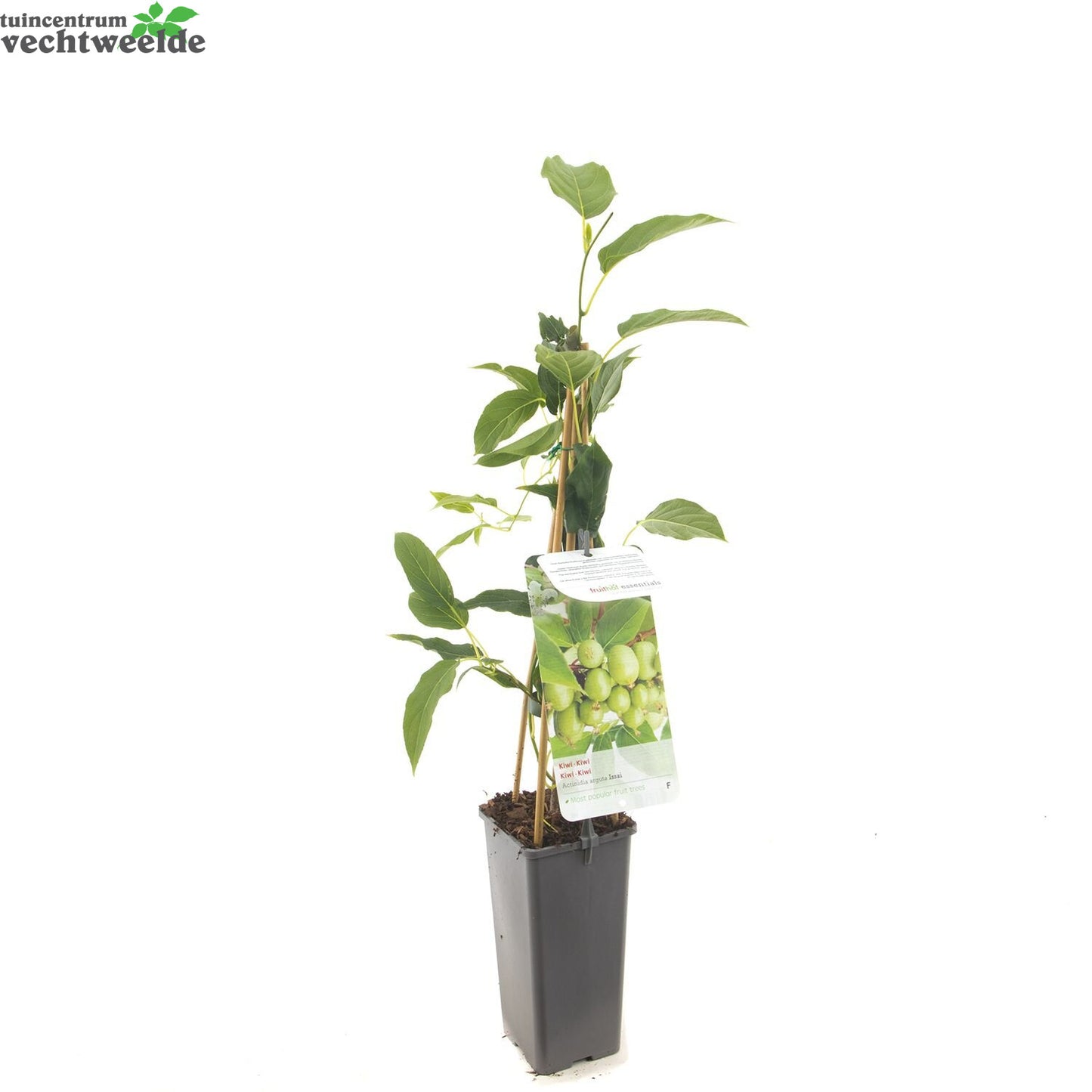  Actinidia Arguta 'Issai'