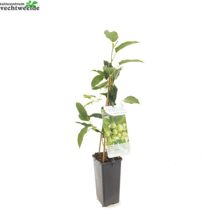  Actinidia Arguta 'Issai'