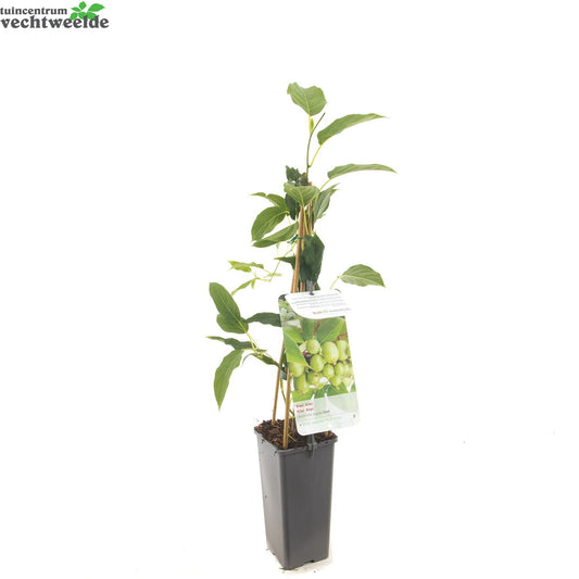  Actinidia Arguta 'Issai'