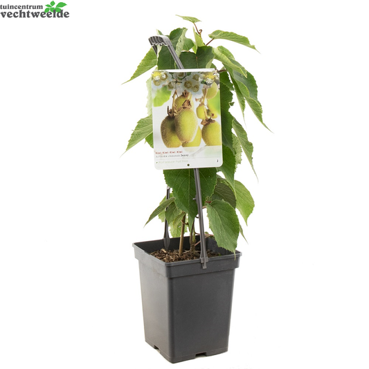  Actinidia Deliciosa 'Jenny'