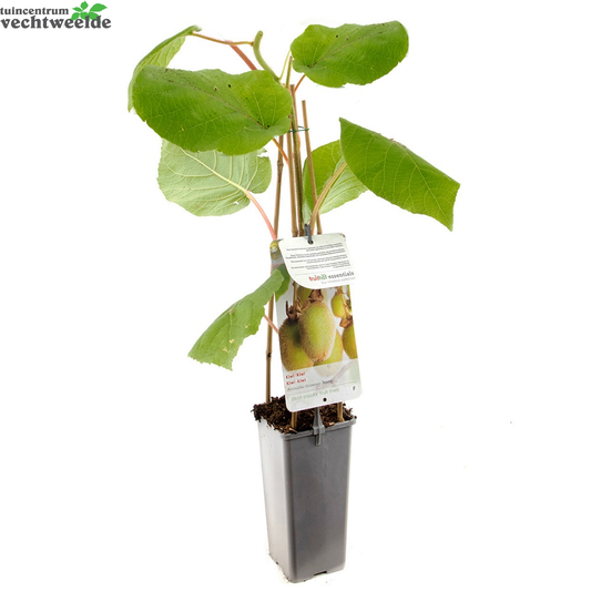  Actinidia Deliciosa 'Jenny'