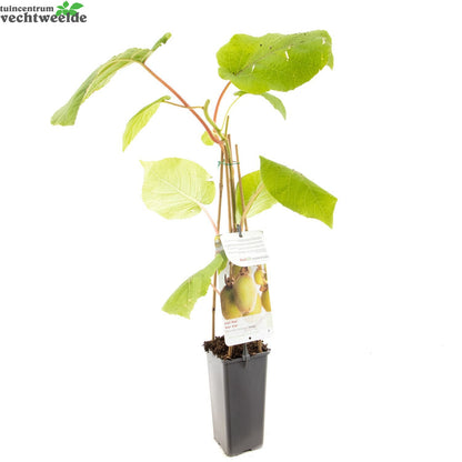  Actinidia Deliciosa 'Jenny'