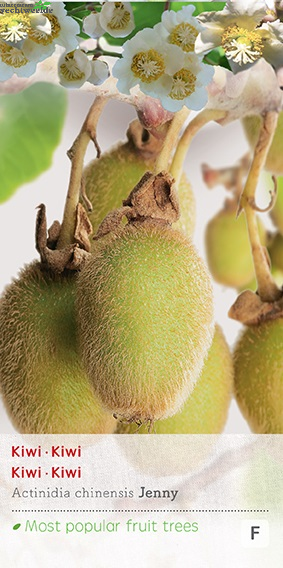  Actinidia Deliciosa 'Jenny'
