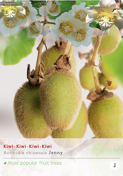  Actinidia Deliciosa 'Jenny'