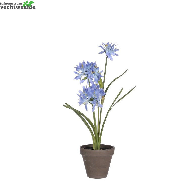  Agapanthussteelsteel D20h45cm Blauw