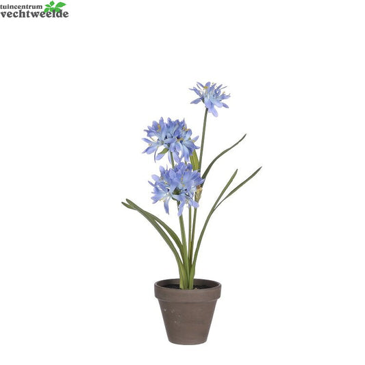  Agapanthussteelsteel D20h45cm Blauw