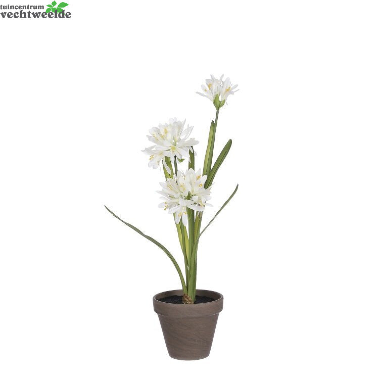  Agapanthussteelsteel D20h45cm Wit