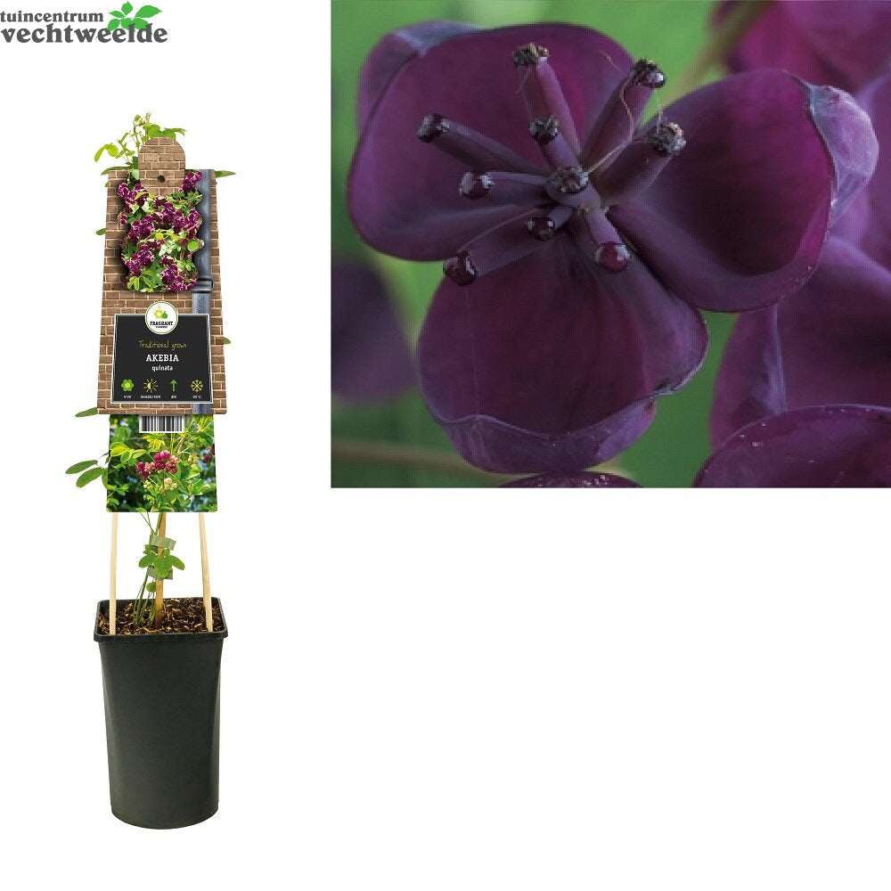  Akebia Quinata