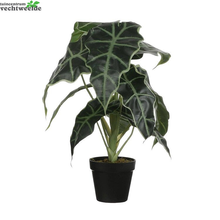 Alocasia In Pot D30h50cm Groen (Zijde-plant)