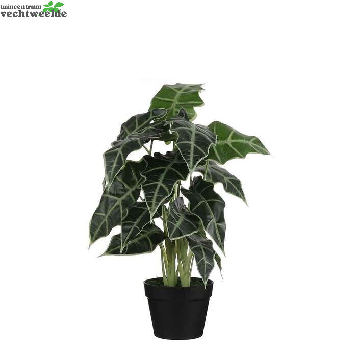  Alocasia In Pot D30h60cm Groen (Zijde-plant)