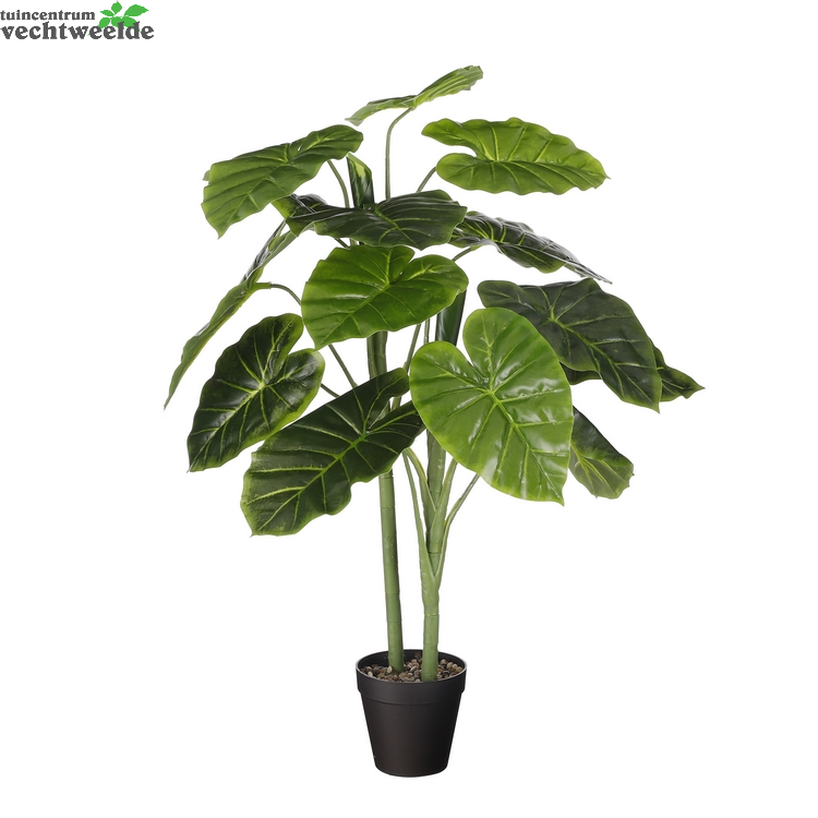  Alocasia In Pot D50h100cm Groen