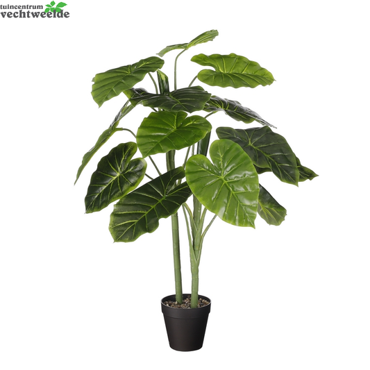 Alocasia In Pot D50h100cm Groen