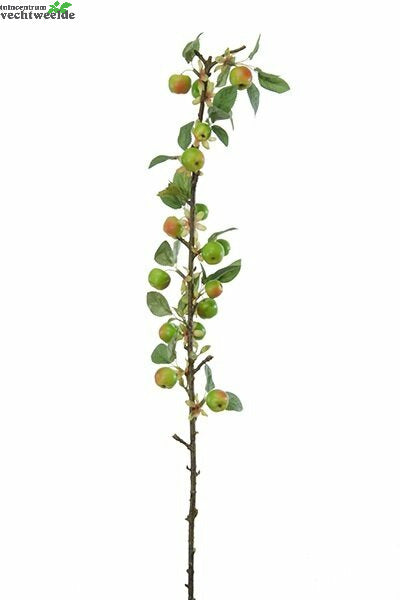  Appeltak L80cm Groen