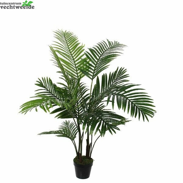  Areca In Pot D60h120cm Groen