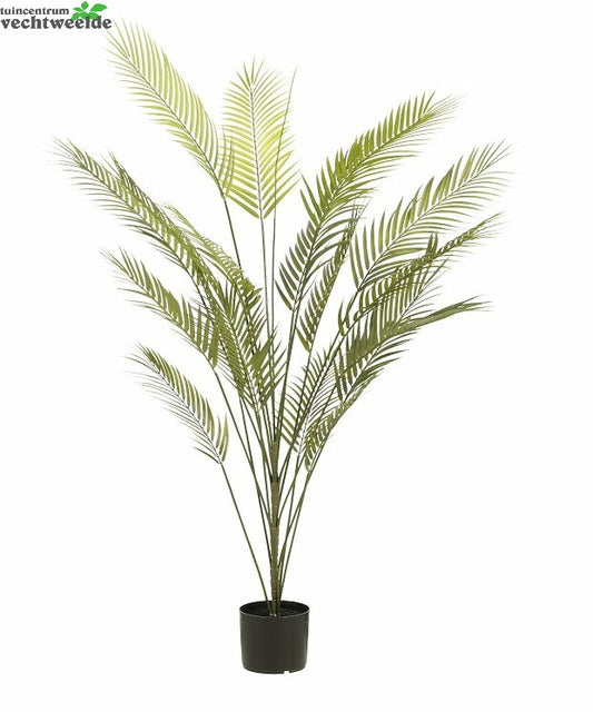  Areca Palm I/pot D80h152cm Groen