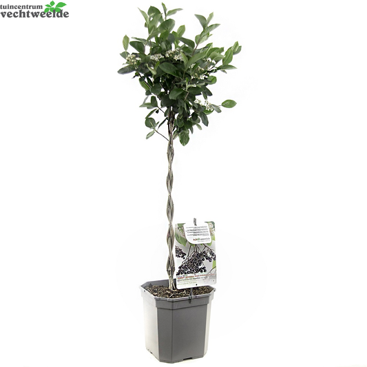  Aronia Melanocarpa Appelbes Op Stam