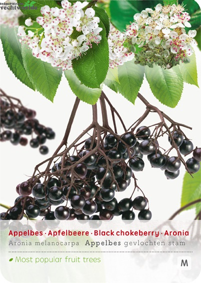  Aronia Melanocarpa Appelbes Op Stam