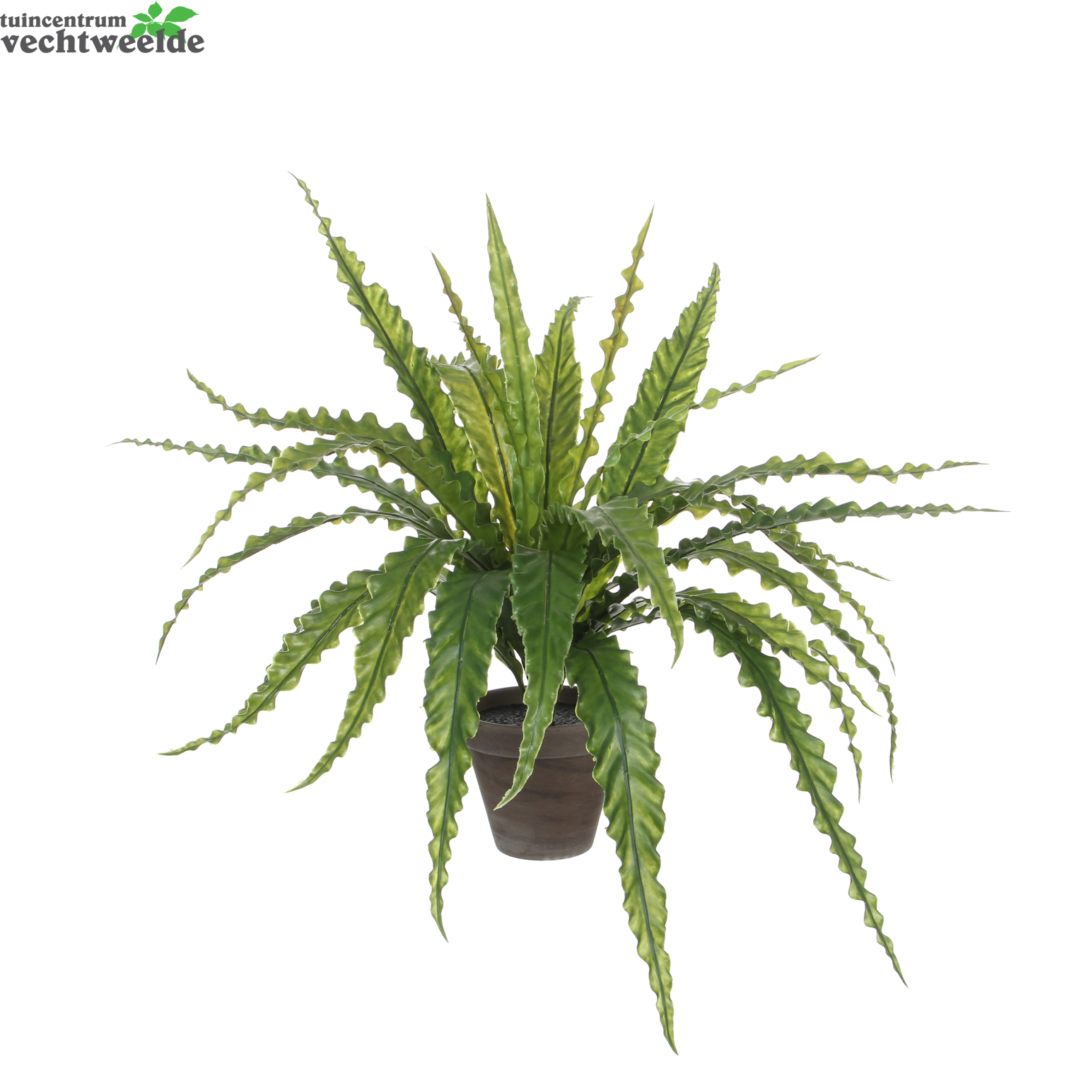  Asplenium In Pot Dia66 H54 CM Groen (Zijde-plant)