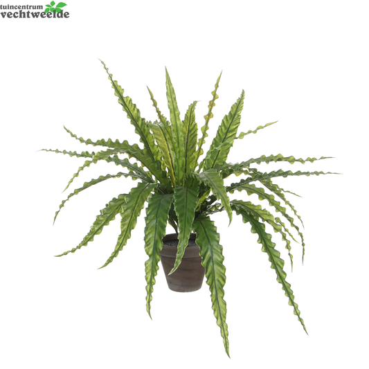  Asplenium In Pot Dia66 H54 CM Groen (Zijde-plant)