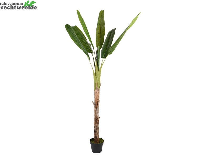  Bananenboom Plc Pot L180cm Groen (Zijde-plant)