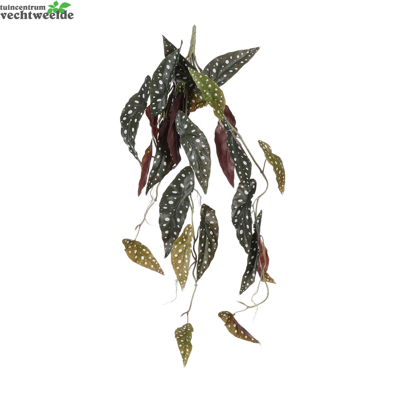  Begonia Hang L80cm D.groen