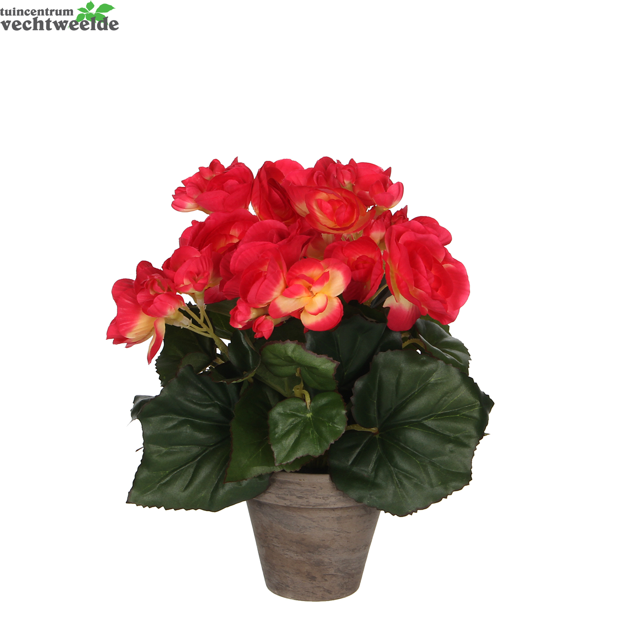  Begonia In Pot D20h25cm D.roze (Zijde-plant)