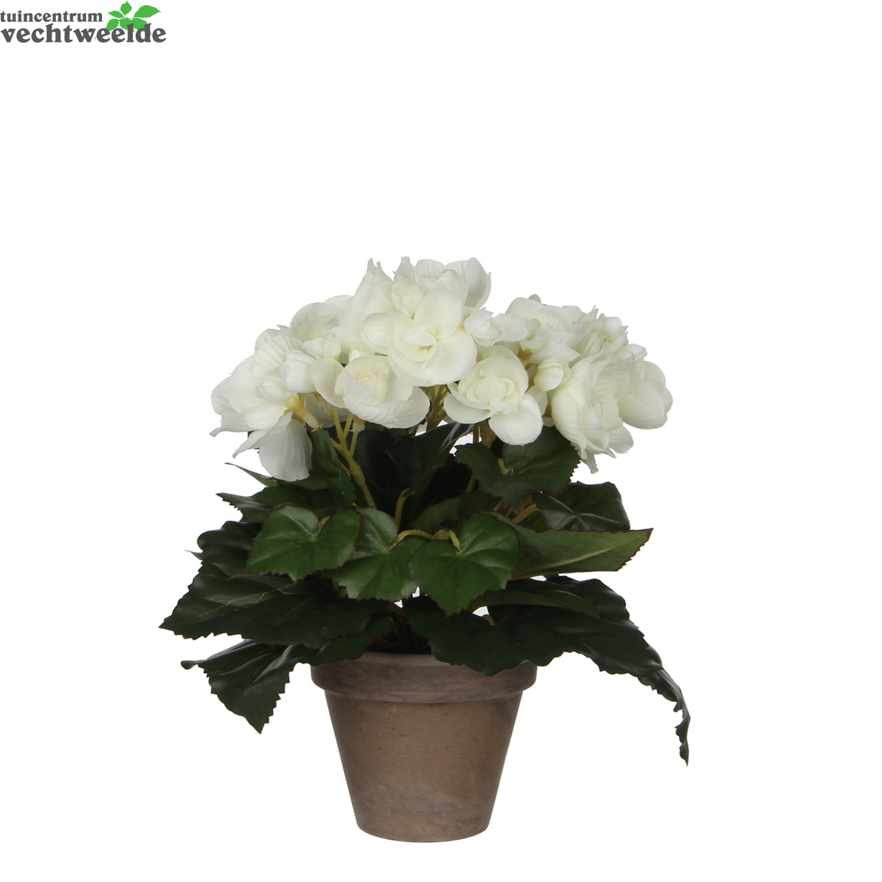  Begonia In Pot D20h25cm Wit (Zijde-plant)