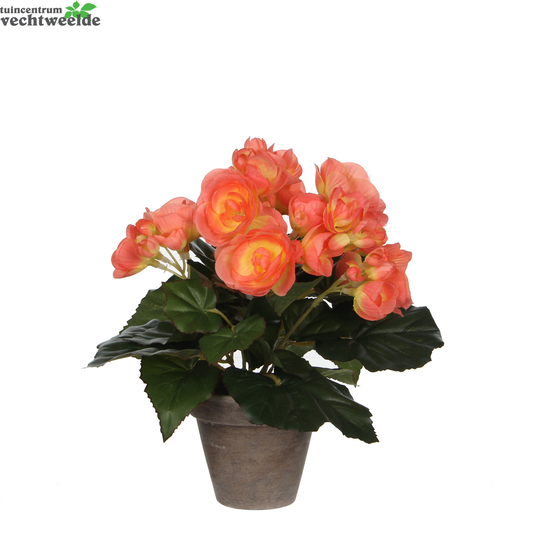  Begonia In Pot D20h25cm Zalm