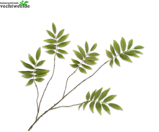  Bladtak L107cm Groen