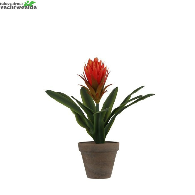  Bromelia In Pot D30h33cm Fuchsia (Zijde-plant)