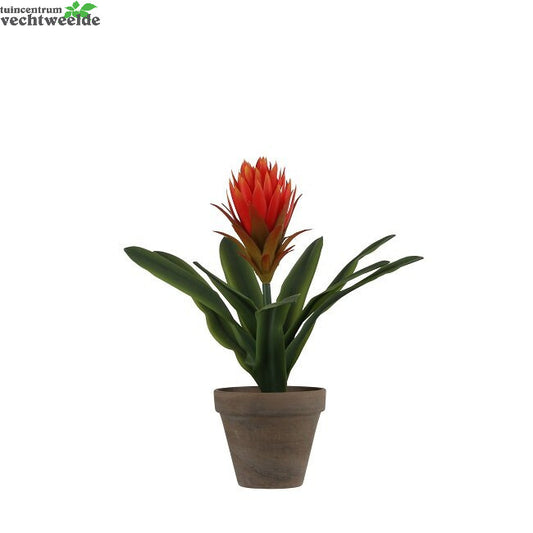  Bromelia In Pot D30h33cm Fuchsia (Zijde-plant)