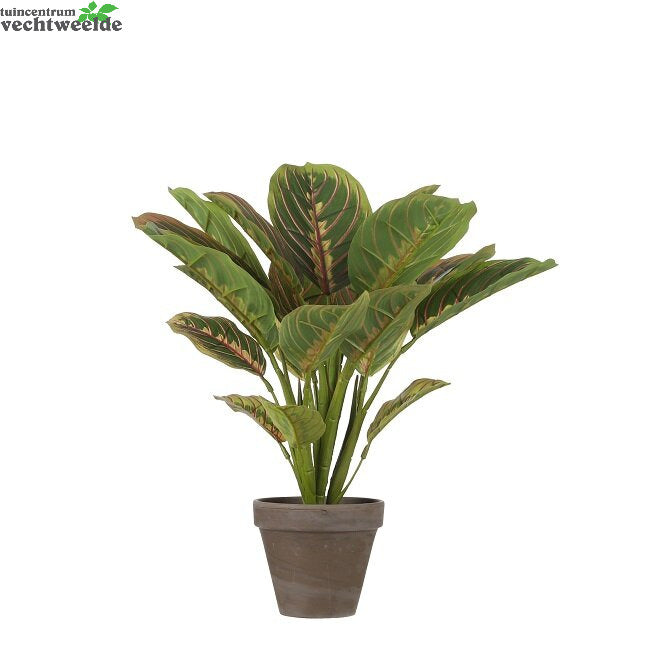  Calathea In Pot D37h38cm D.groen (Zijde-plant)