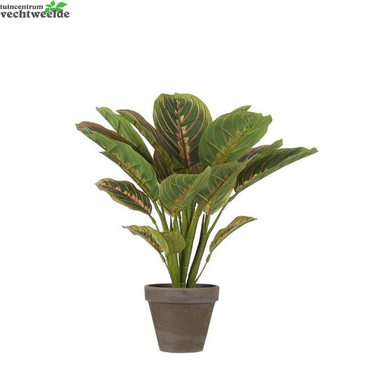  Calathea In Pot D37h38cm D.groen (Zijde-plant)