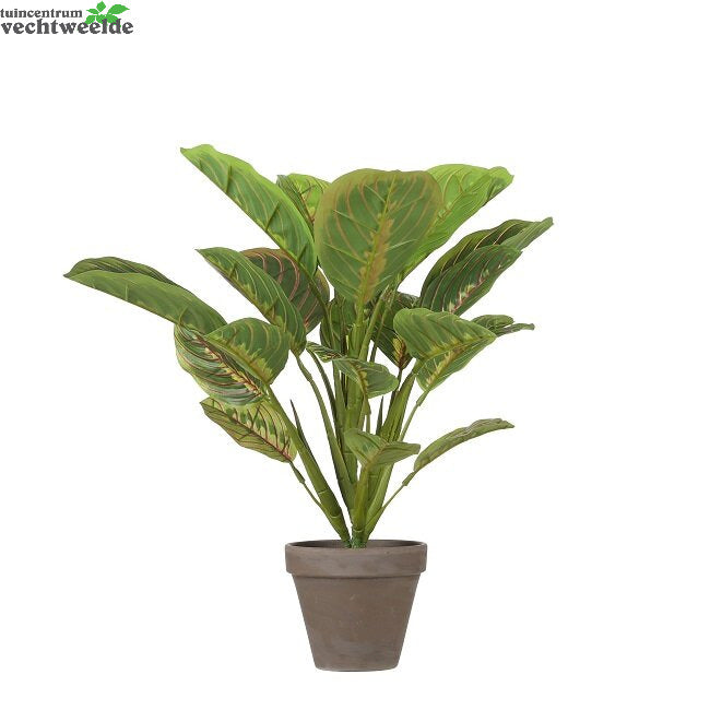 Calathea In Pot D37h38cm Groen (Zijde-plant)