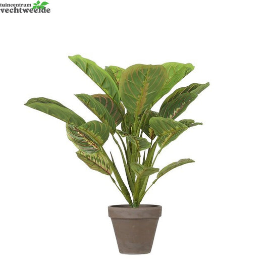  Calathea In Pot D37h38cm Groen (Zijde-plant)