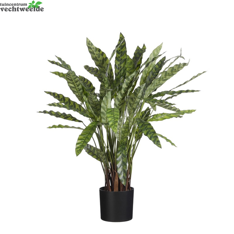  Calathea In Pot H84d40cm Groen