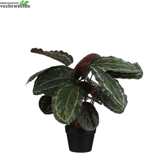  Calathea Roseopict In Pot D40h70 Groen (Zijde-plant)
