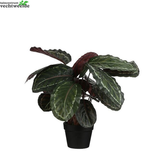  Calathea Roseopict In Pot D40h70 Groen (Zijde-plant)