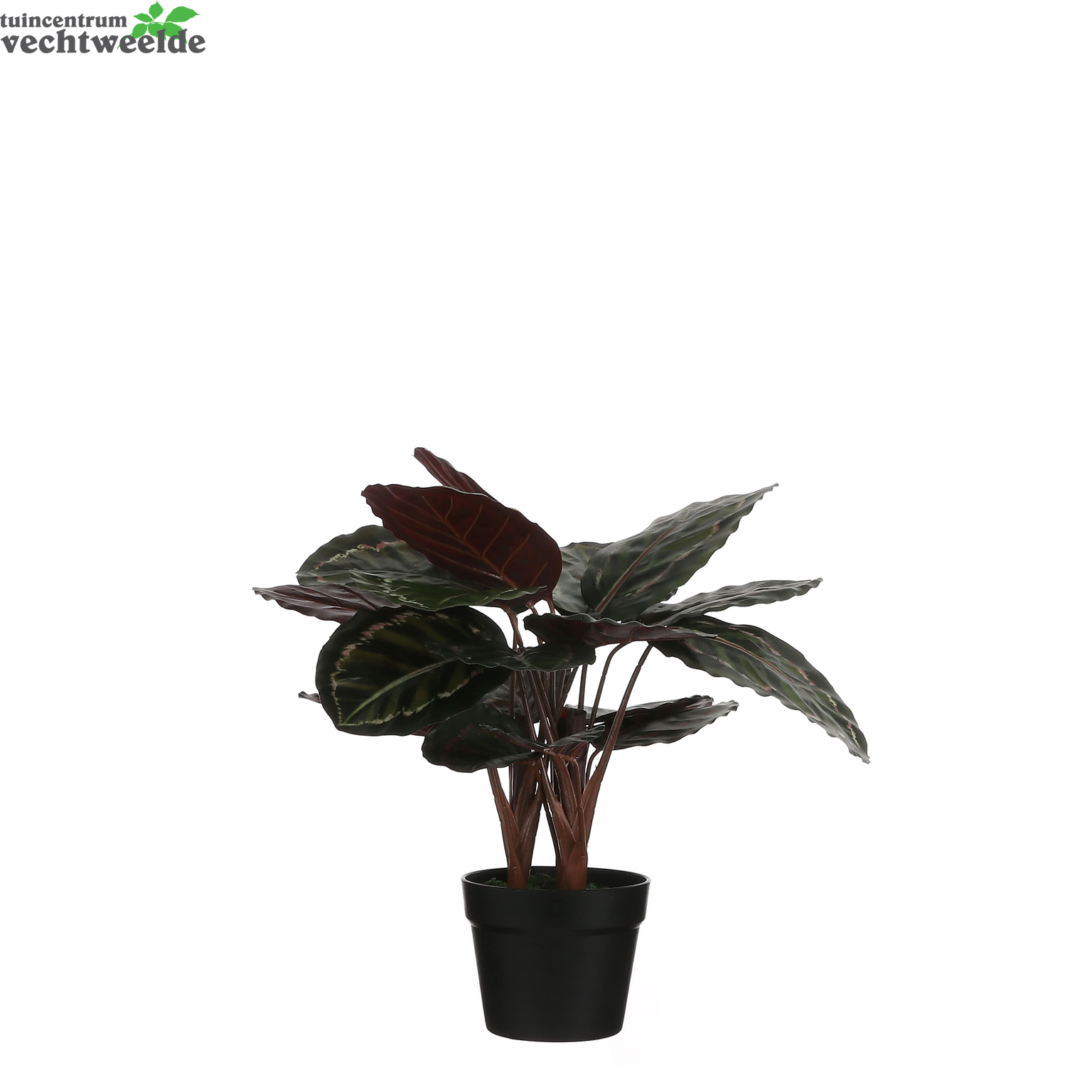  Calathea Roseopict In Pot D40h60 Groen (Zijde-plant)