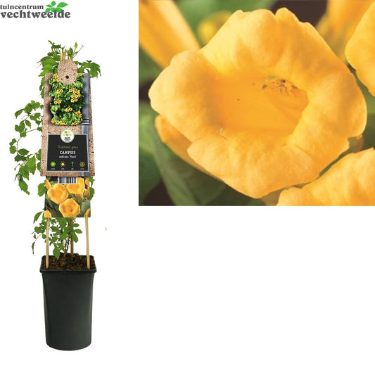  Campsis Rad. 'Flava'