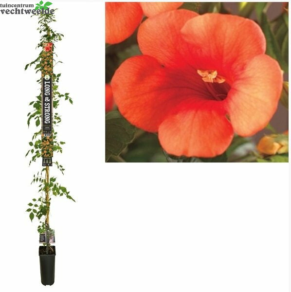  Campsis T. Madame Galen