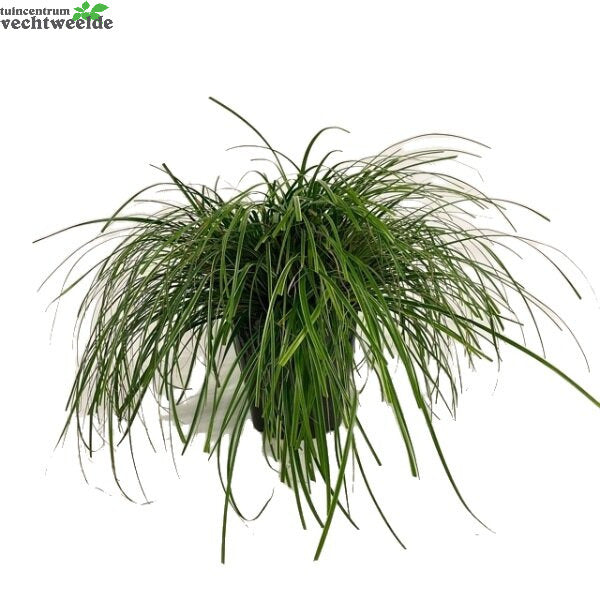  Carex Oshimensis 'Evercream' 5 Liter Pot