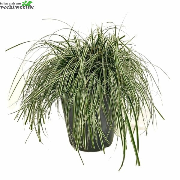  Carex Oshimensis 'Everest' 5 Liter Pot