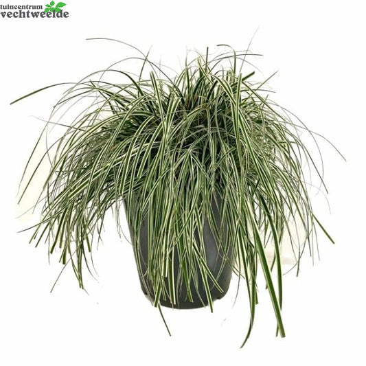  Carex Oshimensis 'Everest' 5 Liter Pot