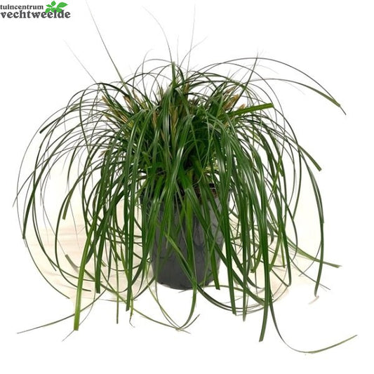  Carex 'Ribbon Falls'® 5 Liter Pot