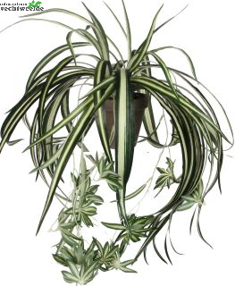  Chlorophytum Hang In Pot D45cm Groen (Zijde-plant)