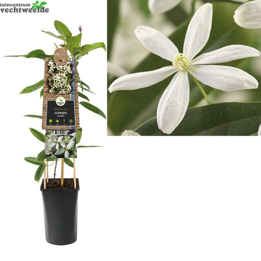  Clematis Armandii