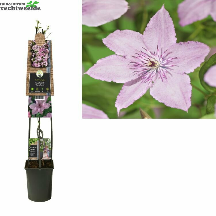  Clematis 'Hagley Hybrid'