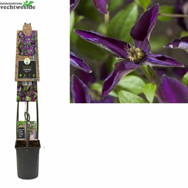  Clematis 'Noora'®